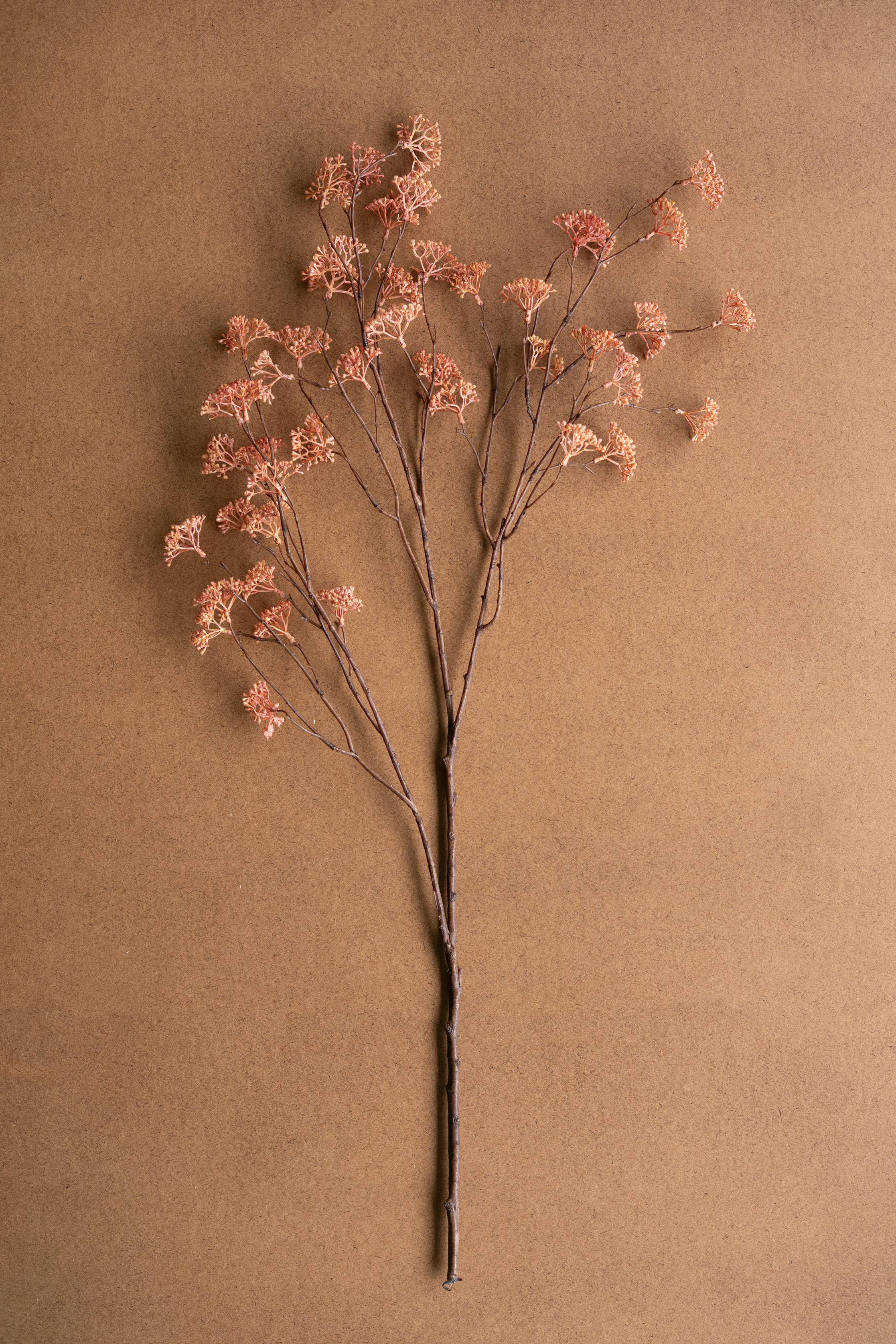 Blush Rice Flower