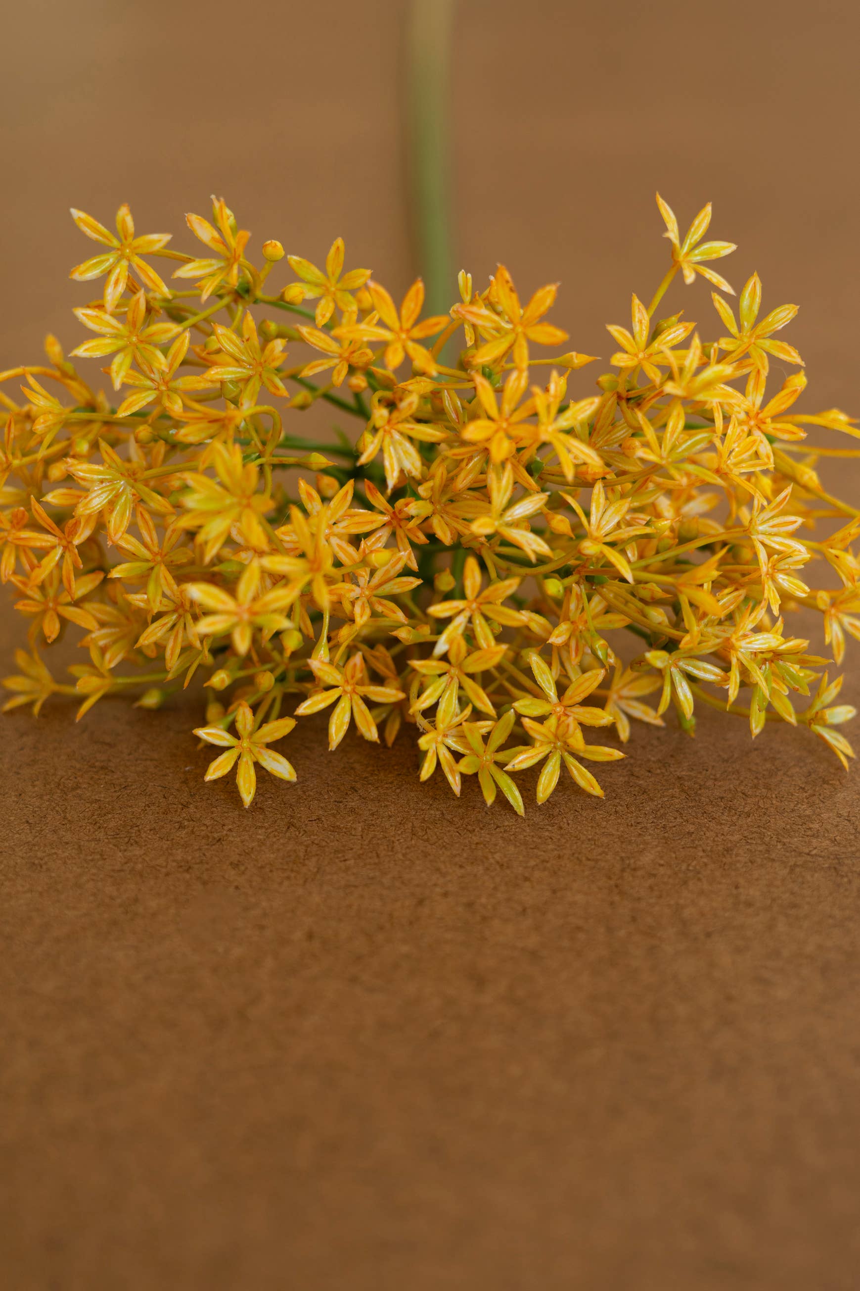Scallion Yellow Flower