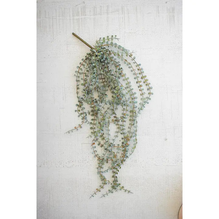 Fern Succulent-Assorted