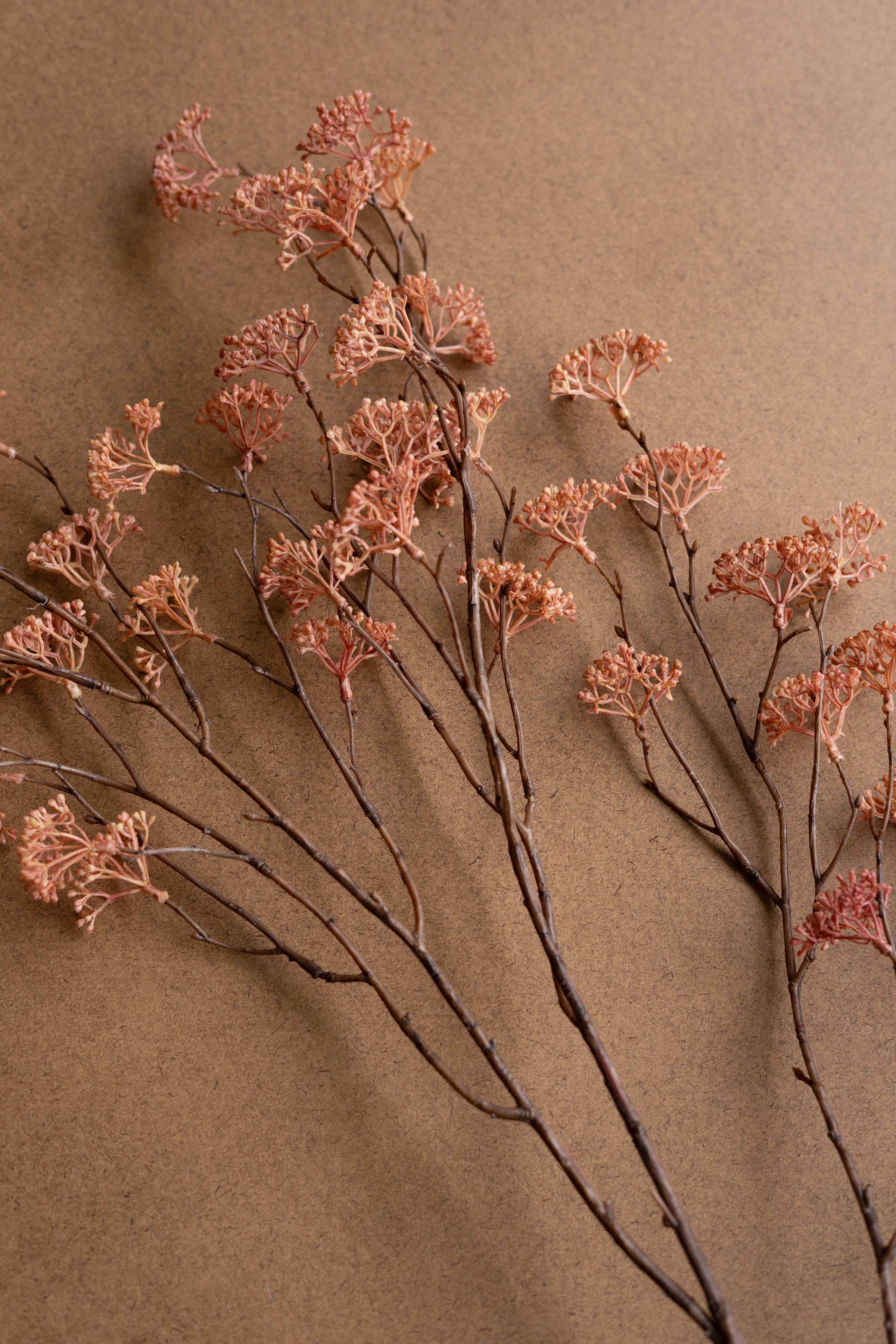 Blush Rice Flower