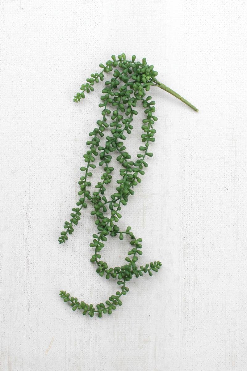 Fern Succulent-Assorted