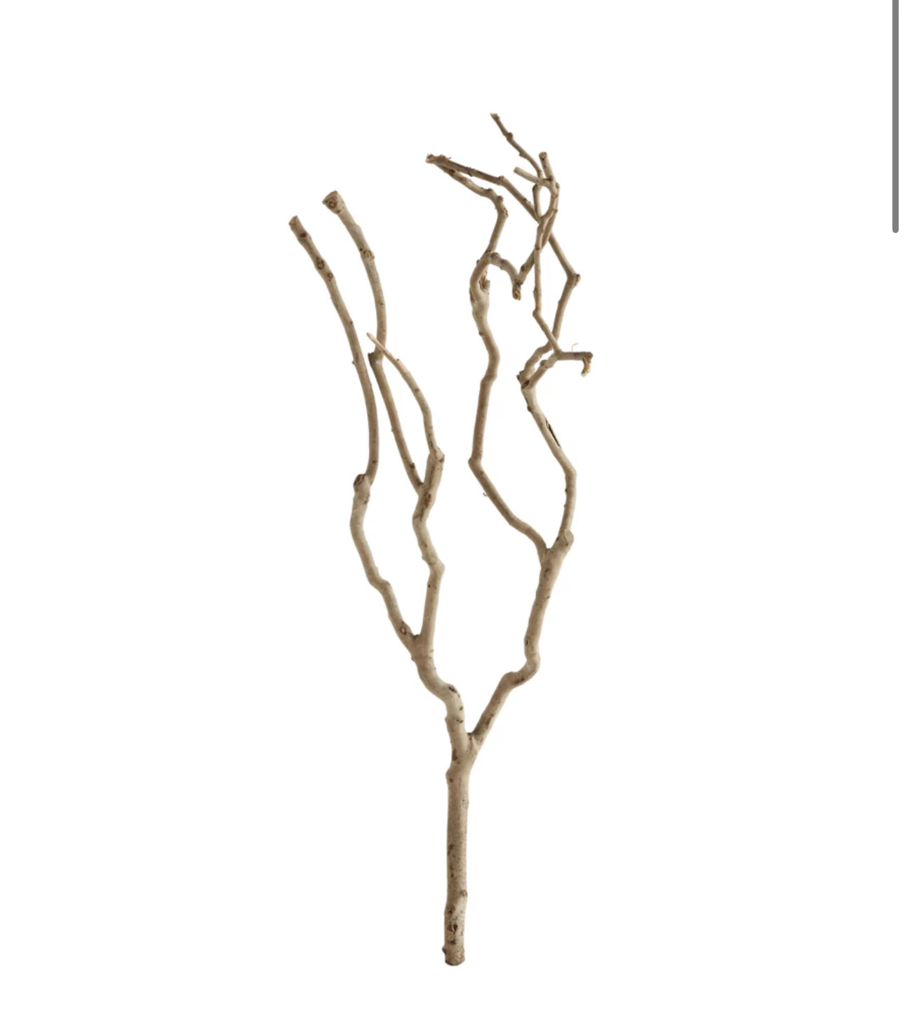 Natural Tea Tree Branch