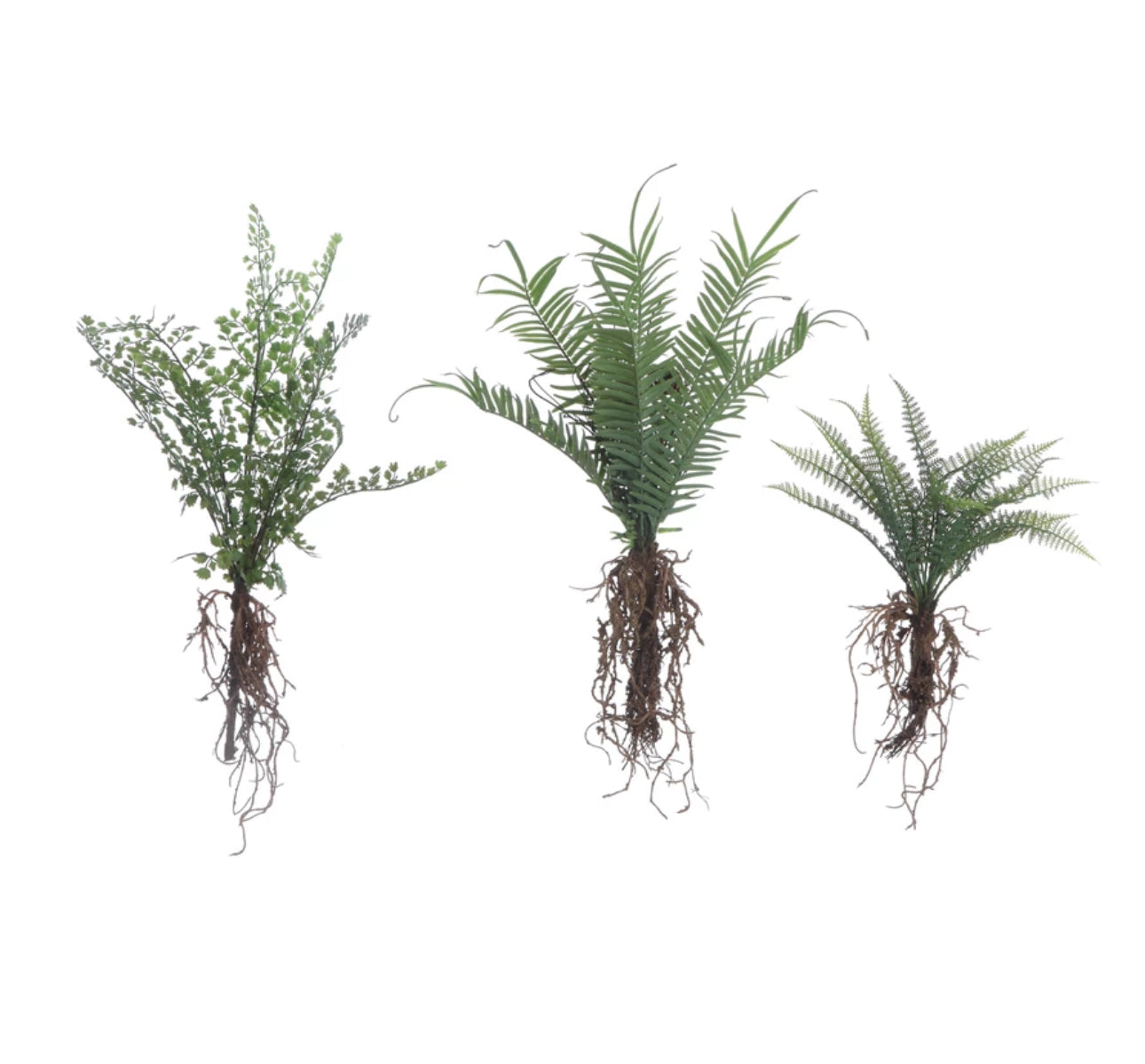 Faux Fern W/exposed Root