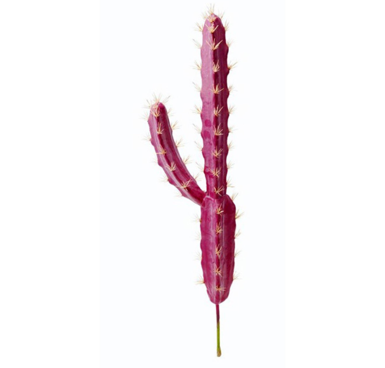 Pink Cactus Stakes