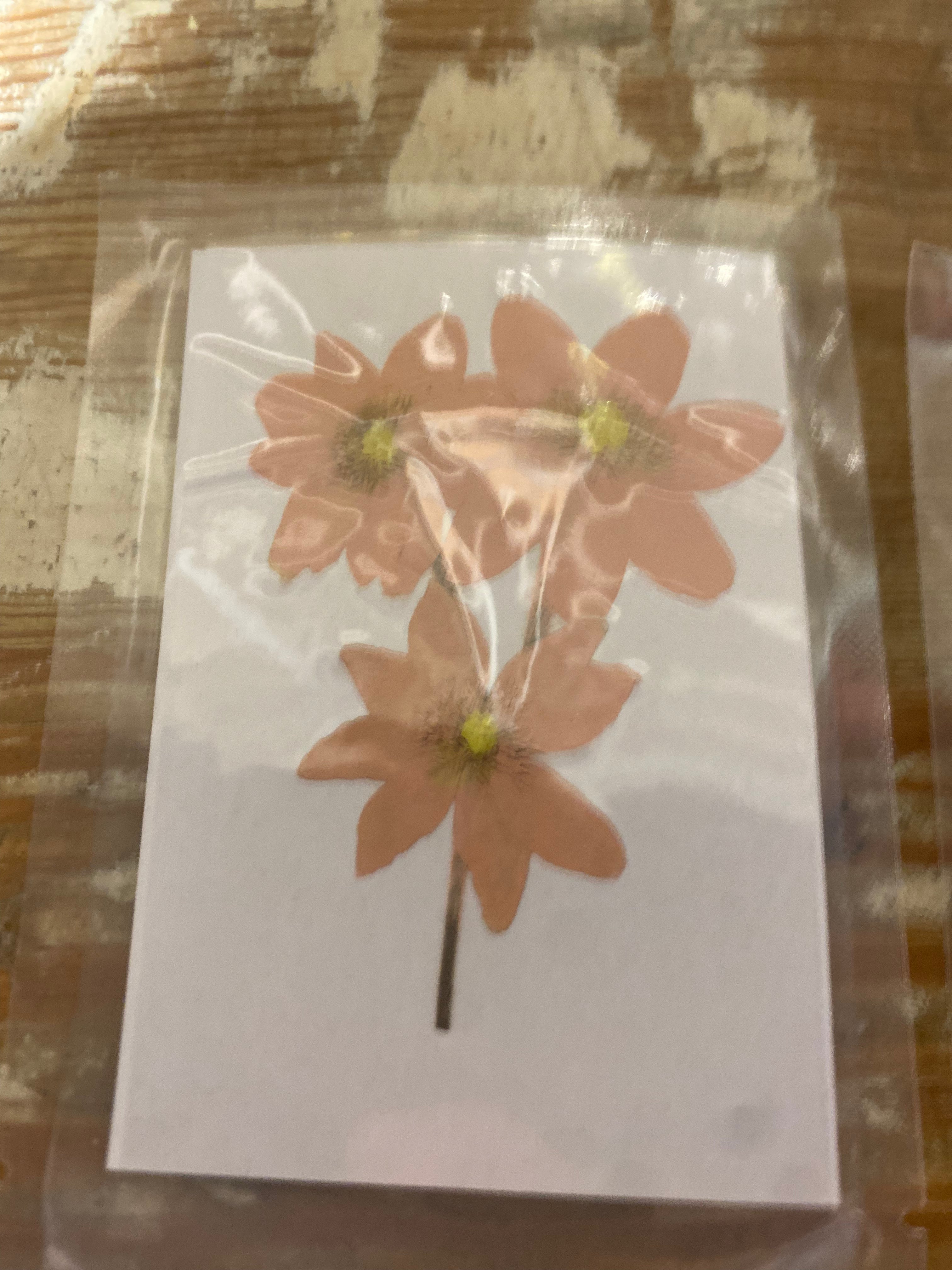 Pressed Botanicals- Assorted