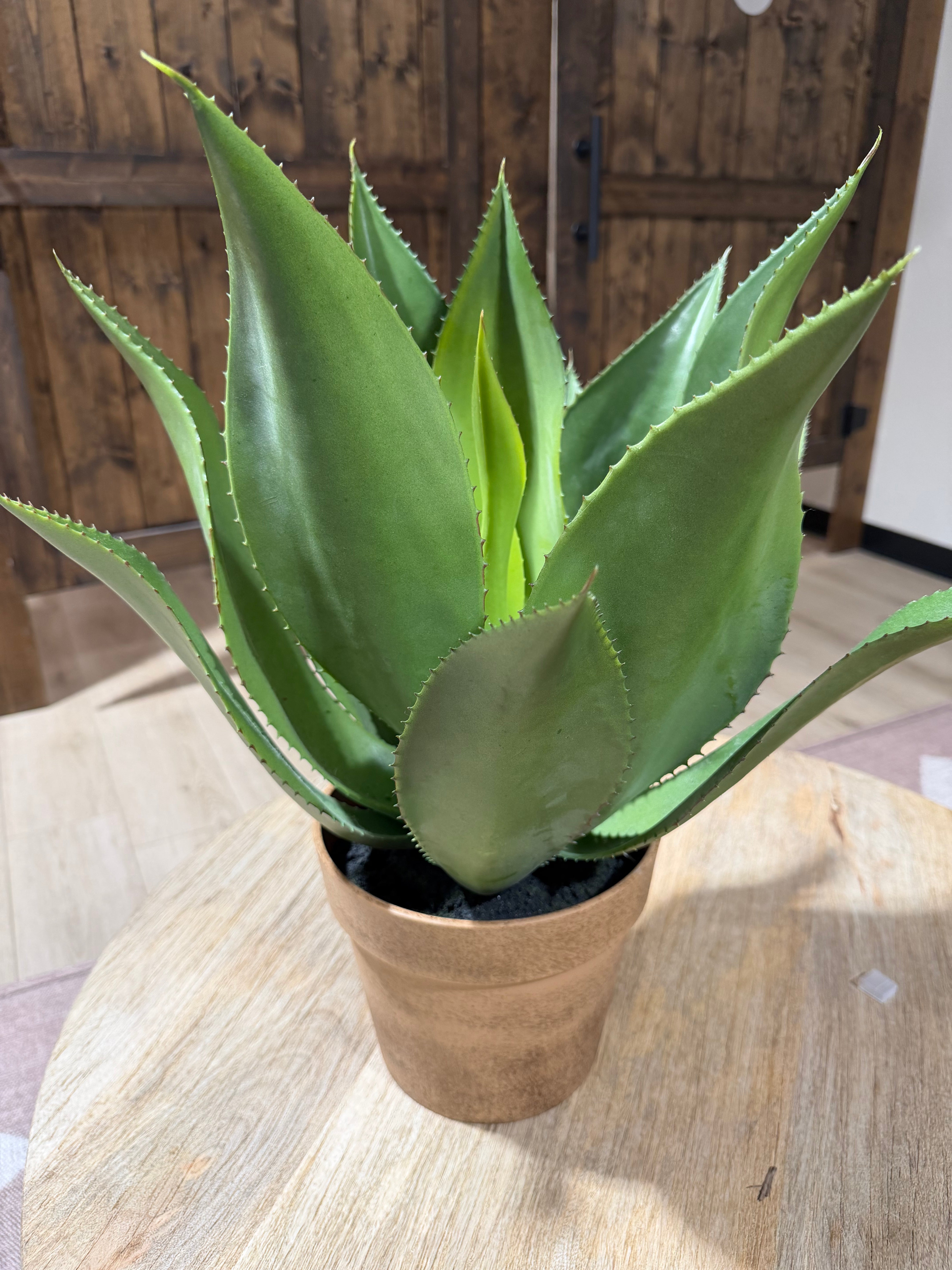 Agave In Terracotta Pot