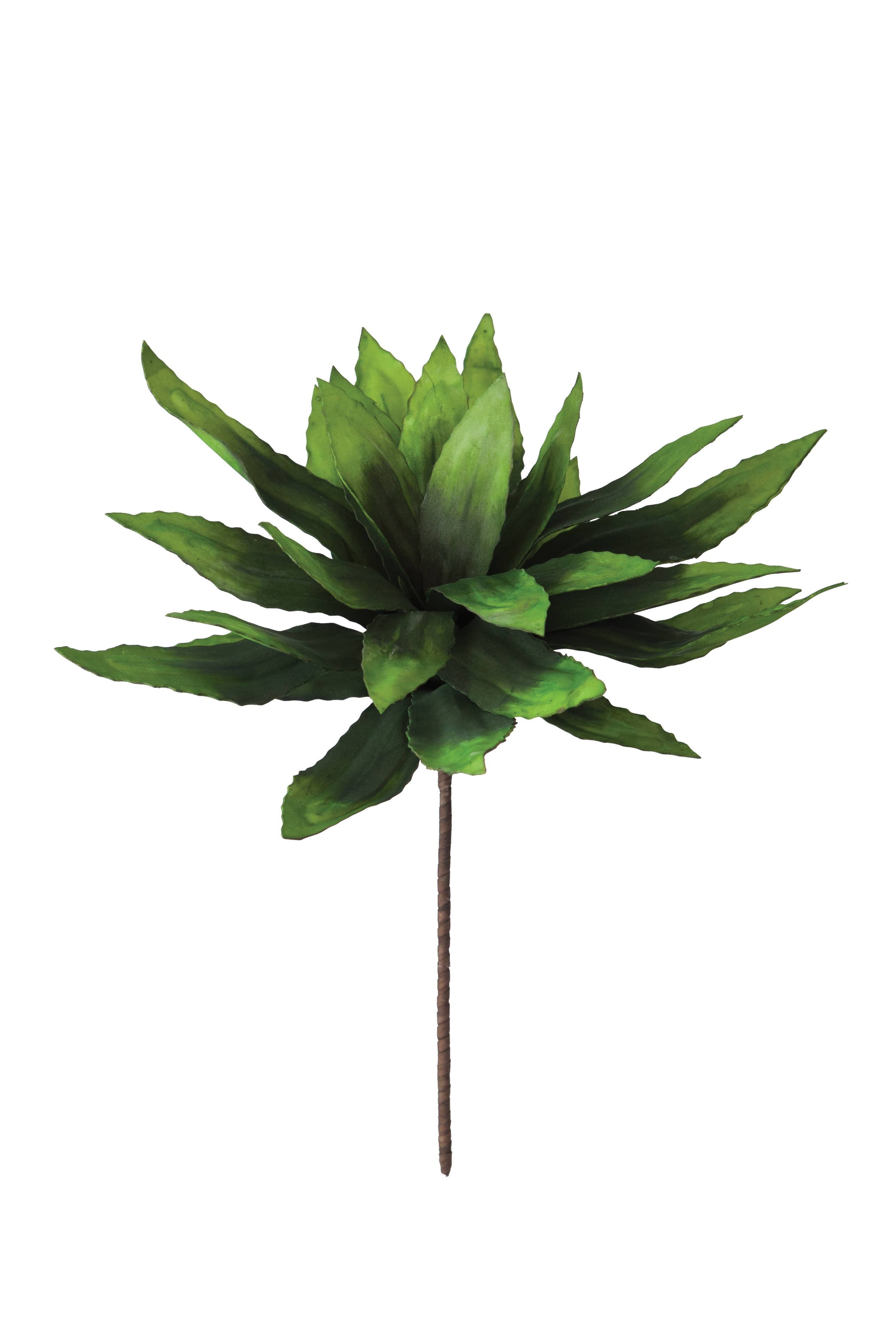 Crown Green Leaf