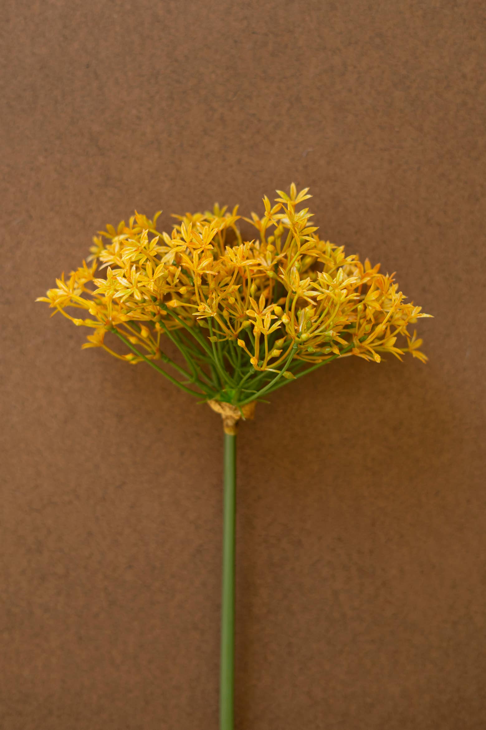 Scallion Yellow Flower