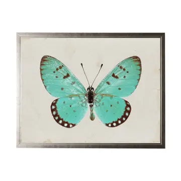 Butterfly Artwork-Assorted
